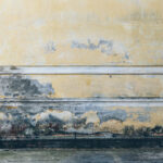 Why You Should Have a Home Inspector Check for Mold When it’s Not on a Seller’s Disclosure in Georgia